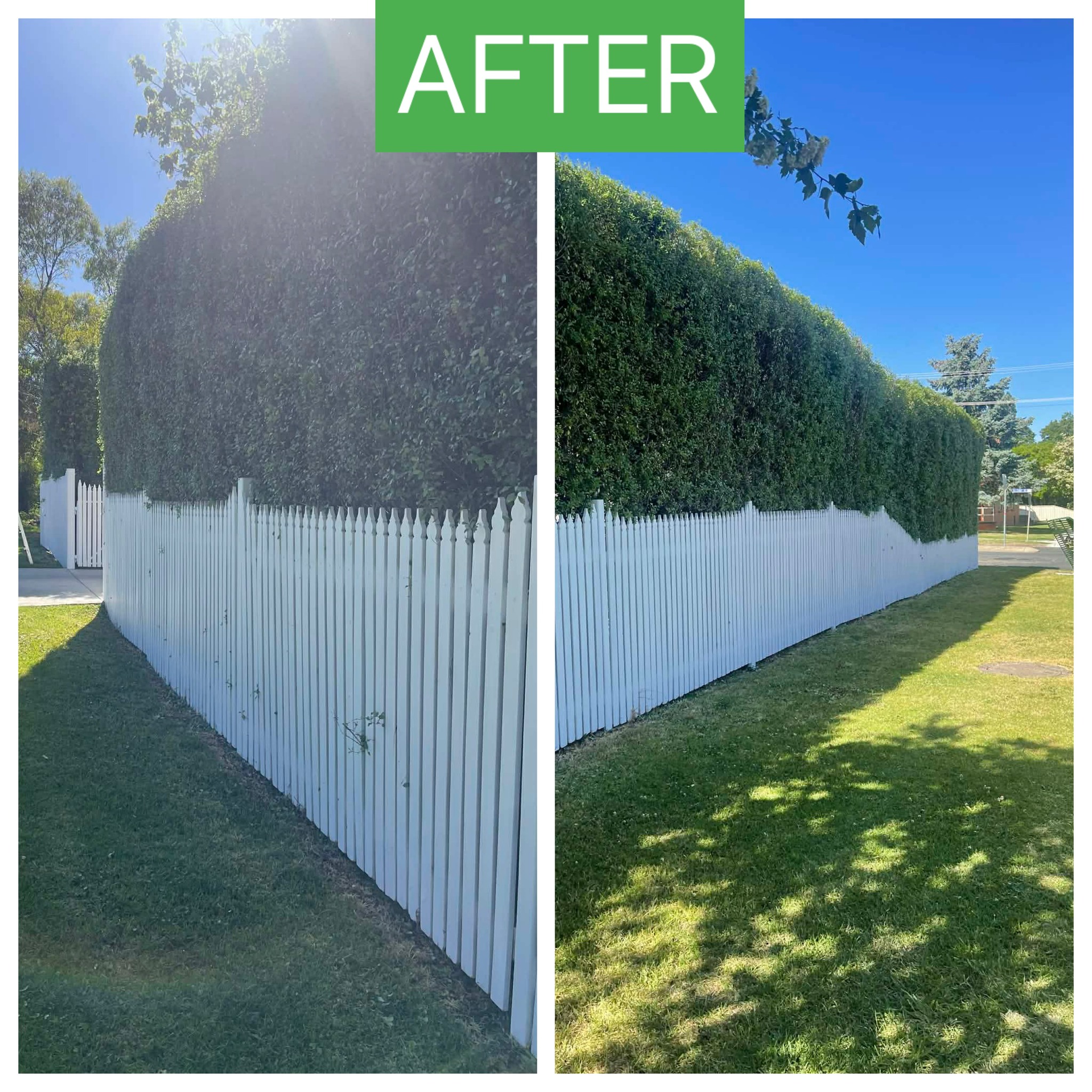 Before and after: Hedge Trim — After
