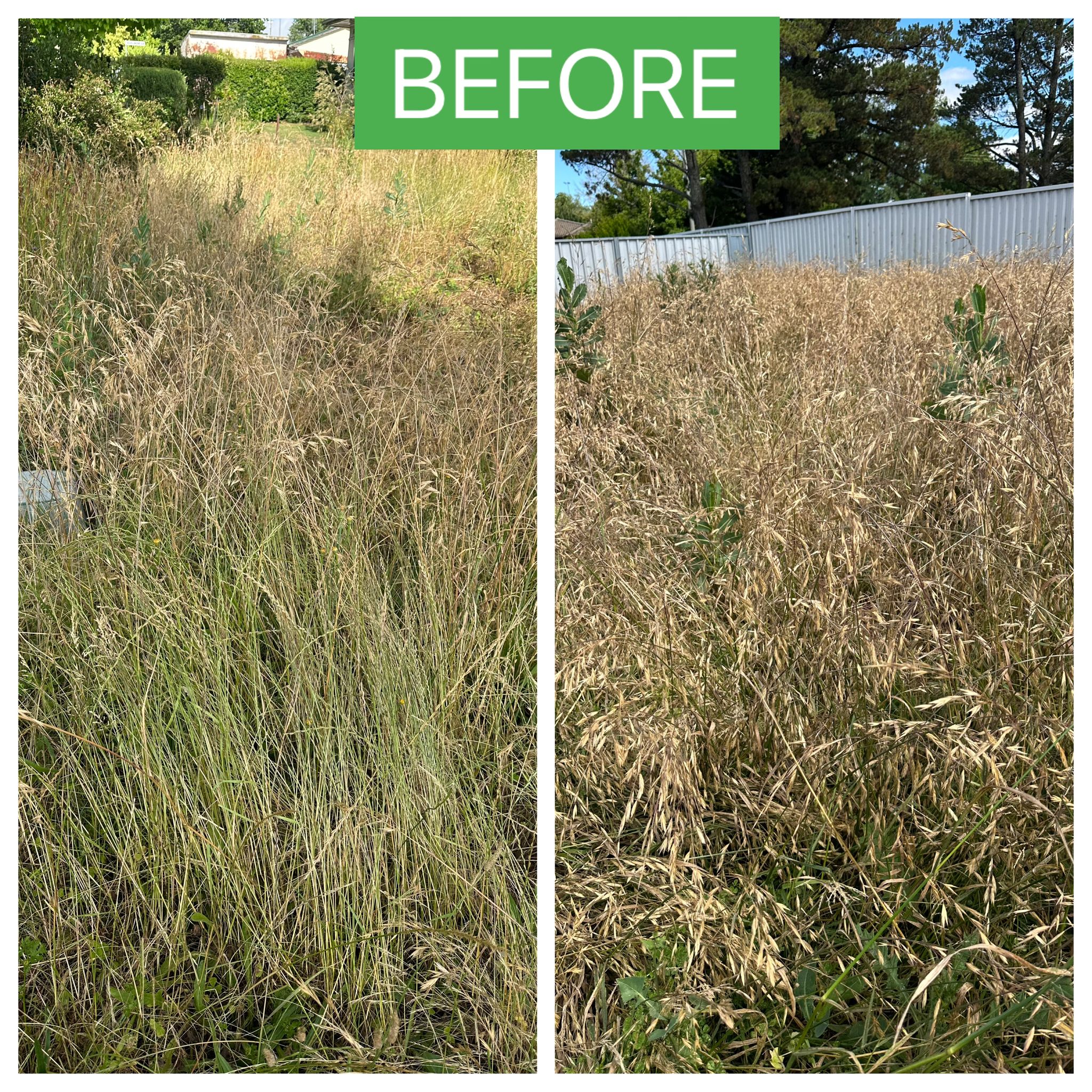 Before and after: Overgrown Backyard — Before