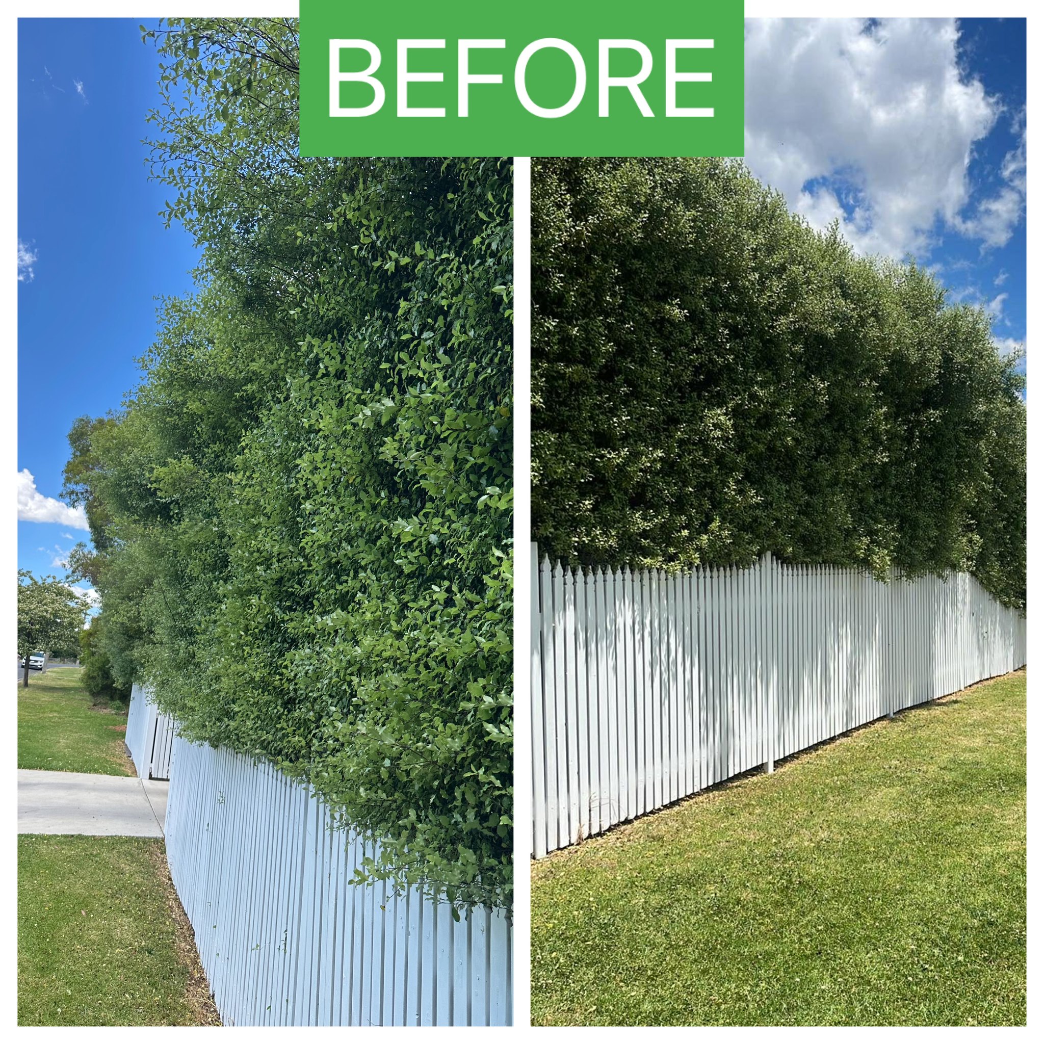 Before and after: Hedge Trim — Before